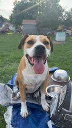 Lost Male Dog last seen 62st Street, Miami, FL 33147