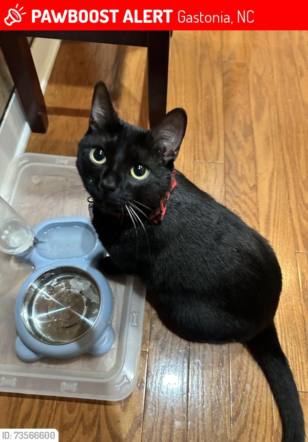 Lost Male Cat last seen Flintshire lane, Gastonia, NC 28056