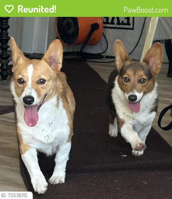 Reunited Female Dog last seen 91st Street, Seminole, FL 33777