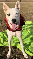 Shelter Stray Female Dog last seen Near Greenhaven, LAFAYETTE, LA, 70508, 410 Dugas Rd, Lafayette, LA 70507, USA