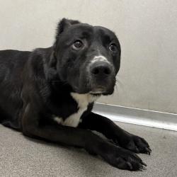 Shelter Stray Male Dog last seen Near NE 6th Street, ALLEMAN, IA, 50007, Des Moines, IA 50313