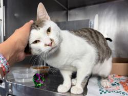 Shelter Stray Male Cat last seen Highway, BRONX, NY, 10459, 326 E 110th St, New York, NY 10029, USA