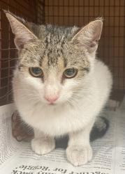 Shelter Stray Female Cat last seen Near Burleson Road, AUSTIN, TX, 78744, 7201 Levander Loop bldg a, Austin, TX 78702, USA