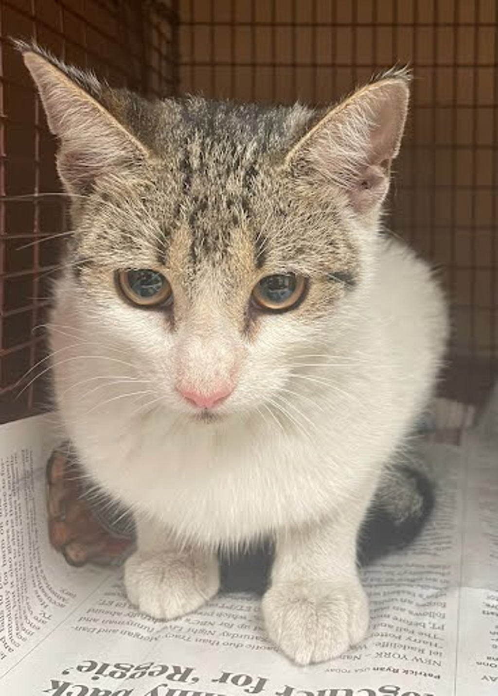 Shelter Stray Female Cat last seen Near Burleson Road, AUSTIN, TX, 78744, 7201 Levander Loop bldg a, Austin, TX 78702, USA
