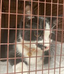 Shelter Stray Female Cat last seen Near Burleson Road, AUSTIN, TX, 78744, 7201 Levander Loop bldg a, Austin, TX 78702, USA