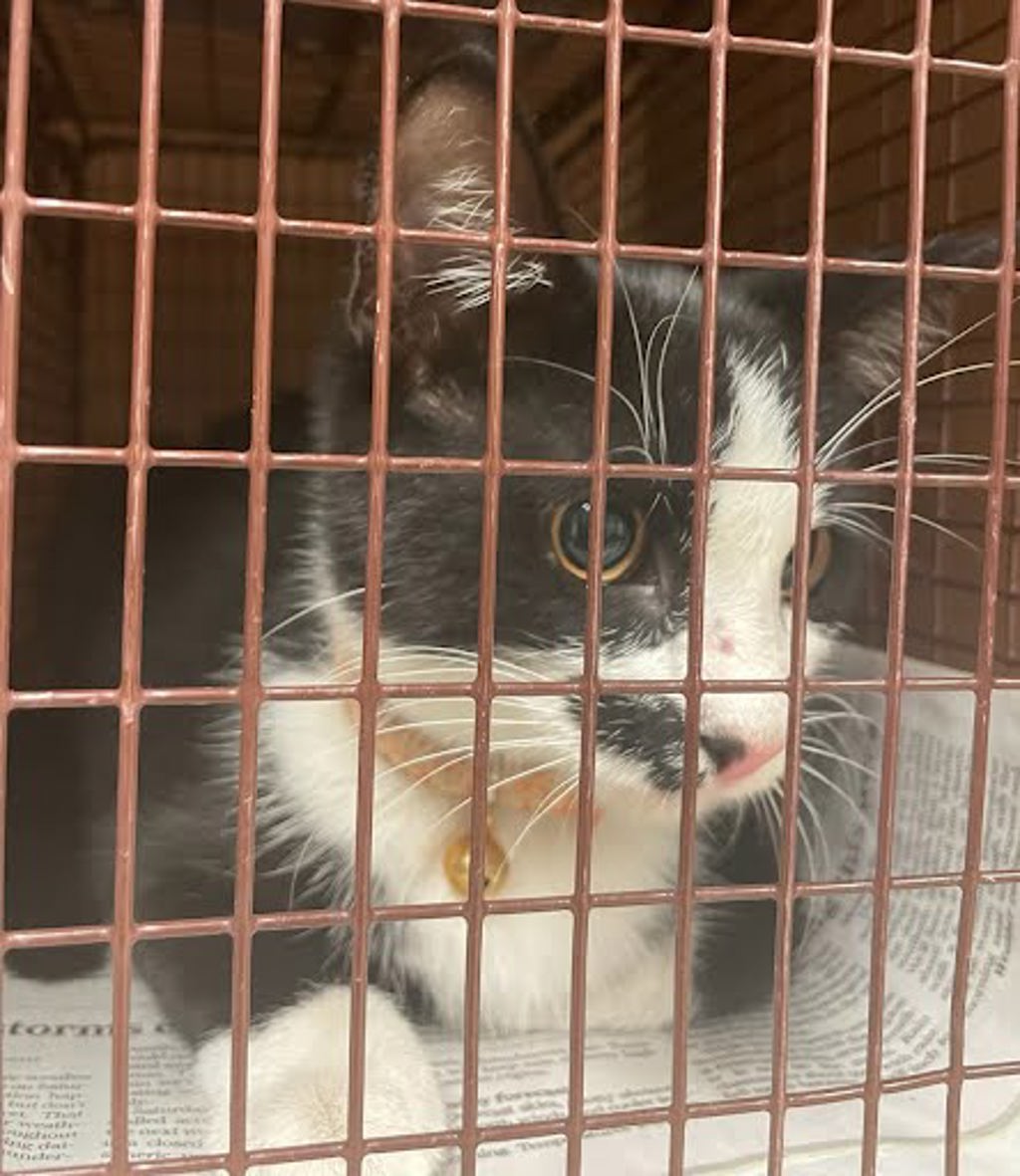 Shelter Stray Female Cat last seen Near Burleson Road, AUSTIN, TX, 78744, 7201 Levander Loop bldg a, Austin, TX 78702, USA
