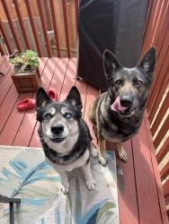 Reunited Female Dog last seen Lake park, Hayward, CA 94541