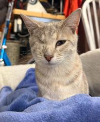 Reunited Female Cat last seen South Knoxville, Knoxville, TN 37920, USA, Knoxville, TN 37920