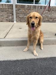 Reunited Male Dog last seen S Grade Dr, Dalton, GA 30721, USA, Dalton, GA 30721