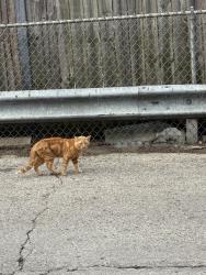 Found/Stray Male Cat last seen On the back block of Supermercado Chapala in Roger’s park. Exact location of sighting was 7124 N Paulina st., Chicago, IL 60626