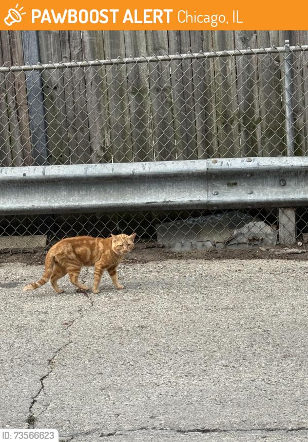 Found/Stray Male Cat last seen On the back block of Supermercado Chapala in Roger’s park. Exact location of sighting was 7124 N Paulina st., Chicago, IL 60626