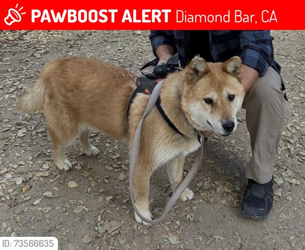 Lost Male Dog last seen Golden crown cir, Diamond Bar, CA 91765