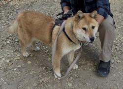 Lost Male Dog last seen Golden crown cir, Diamond Bar, CA 91765