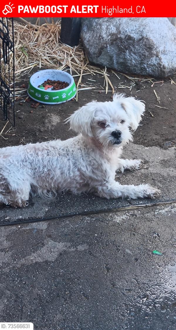 Lost Male Dog last seen Cunningham/ victoria, Highland, CA 92346