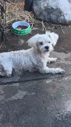 Lost Male Dog last seen Cunningham/ victoria, Highland, CA 92346