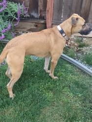 Reunited Female Dog last seen Bevan Road, West Sacramento, CA 95691
