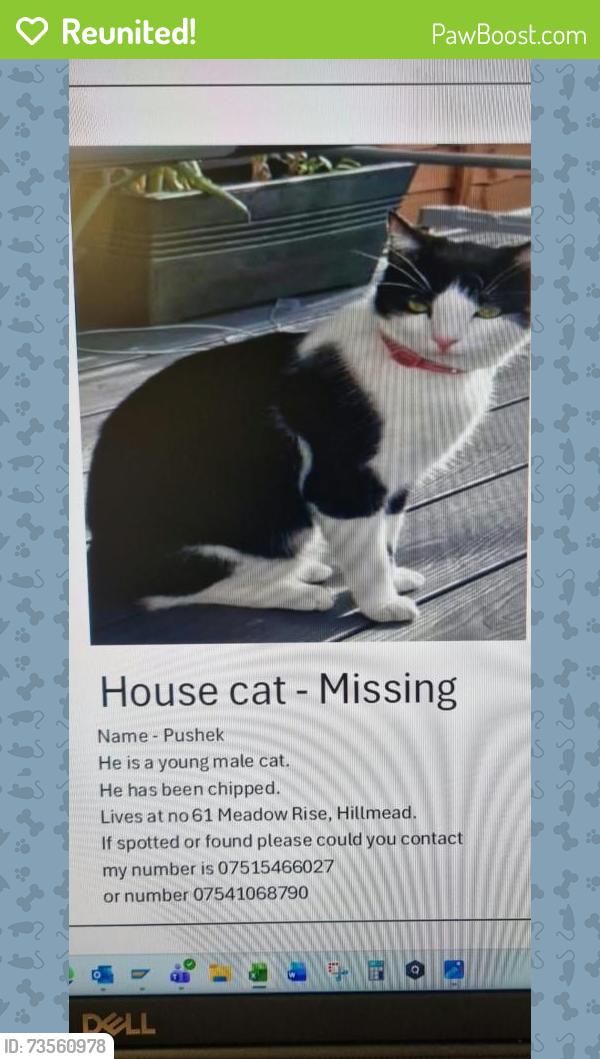 Reunited Male Cat last seen Meadow rise, Somerset, England BA4 5NU