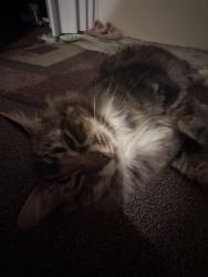 Reunited Male Cat last seen Near Street and 105 Ave, Surrey, BC V3T 4L2