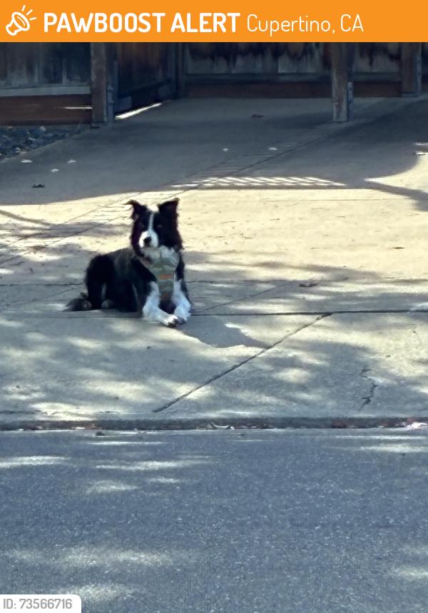 Found/Stray Unknown Dog last seen Aster, Cupertino, CA 95014