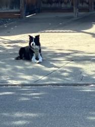 Found/Stray Unknown Dog last seen Aster, Cupertino, CA 95014