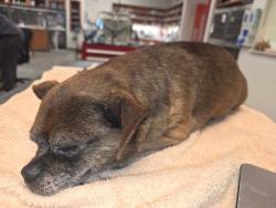 Reunited Male Dog last seen Moss Rd., North Richland Hills, TX 76180