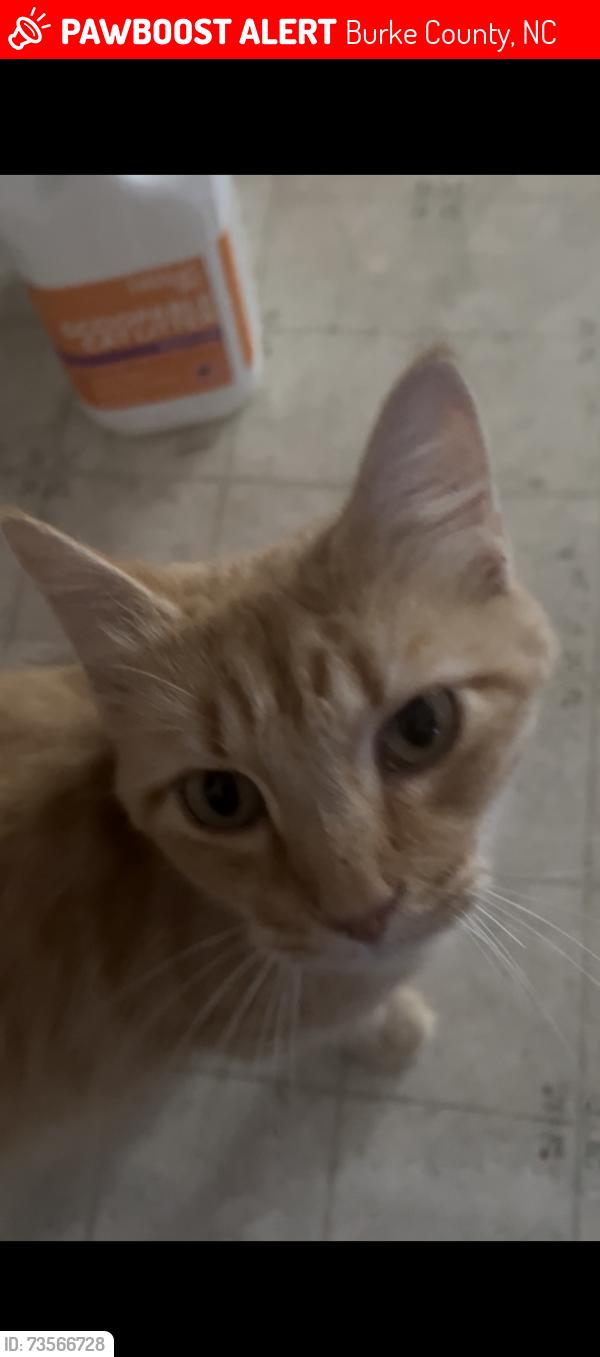 Lost Female Cat last seen Habitat Lane, Morganton, Burke County, NC 28655