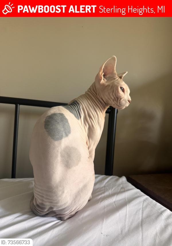 Lost Female Cat last seen South of Hall on Mound, Sterling Heights, MI 48314