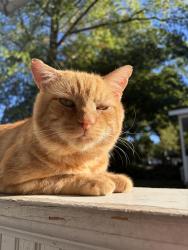 Lost Male Cat last seen Garry road, Akron, OH 44305