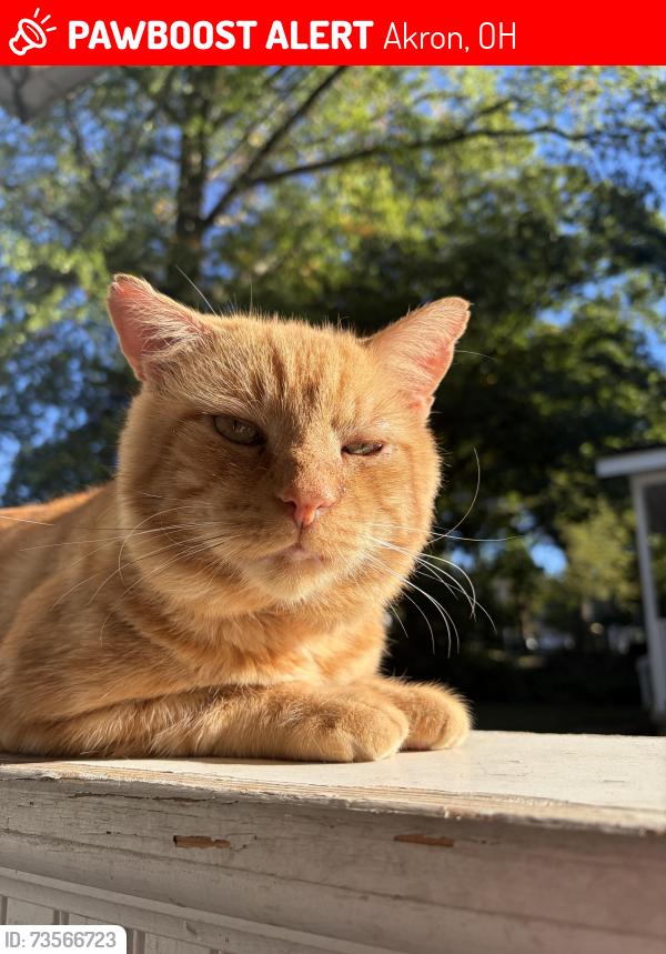 Lost Male Cat last seen Garry road, Akron, OH 44305