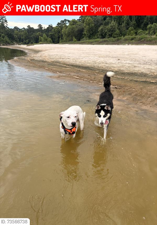 Lost Male Dog last seen Hirchfield, Spring, TX 77373