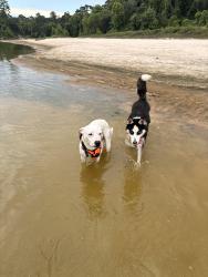 Lost Male Dog last seen Hirchfield, Spring, TX 77373