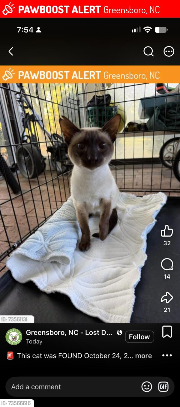 Lost Female Cat last seen unknown, Greensboro, NC 27401