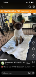 Lost Female Cat last seen unknown, Greensboro, NC 27401