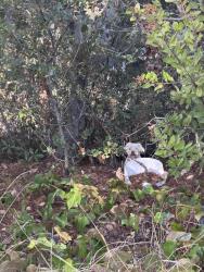 Found/Stray Unknown Dog last seen Maple, Oakland, CA 94602