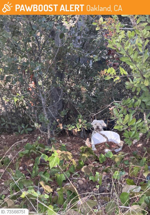 Found/Stray Unknown Dog last seen Maple, Oakland, CA 94602