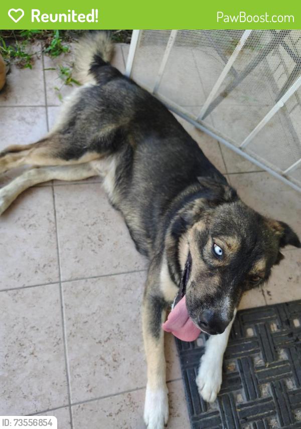 Reunited Male Dog last seen Rita Ln and Mack St, Haltom City, TX 76117