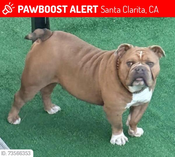 Lost Male Dog last seen Forrest and Fitch near Murillo Mortuary, Santa Clarita, CA 91321
