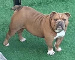 Lost Male Dog last seen Forrest and Fitch near Murillo Mortuary, Santa Clarita, CA 91321
