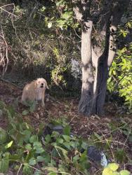 Found/Stray Unknown Dog last seen Maple, Oakland, CA 94602