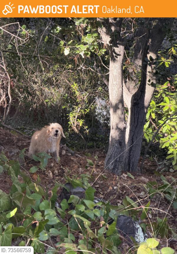 Found/Stray Unknown Dog last seen Maple, Oakland, CA 94602