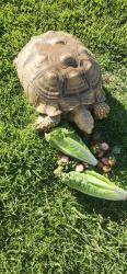 Reunited Female Reptile last seen Covello and Maverick, Near Pat Merritt Dog park, Riverside, CA 92509