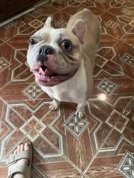 Reunited Male Dog last seen Near Panola Rd, Stone Mountain, GA 30088, Stone Mountain, GA 30088