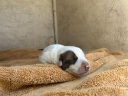 Shelter Stray Female Dog last seen Near BLOCK NW 10TH ST, OKLAHOMA CITY OK 73107, 2811 SE 29th St, Oklahoma City, OK 73129, USA