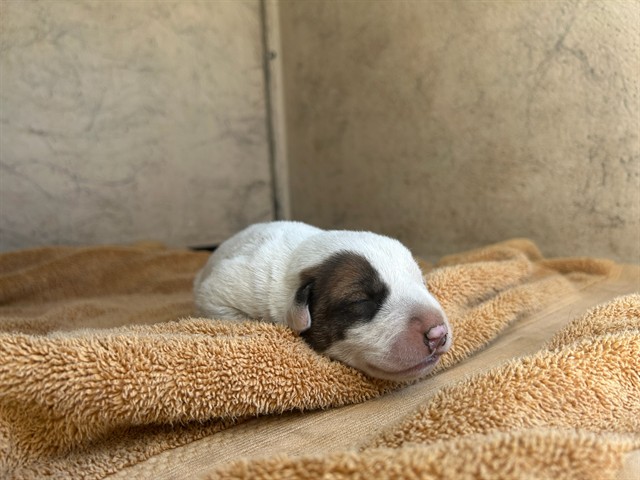 Shelter Stray Female Dog last seen Near BLOCK NW 10TH ST, OKLAHOMA CITY OK 73107, 2811 SE 29th St, Oklahoma City, OK 73129, USA