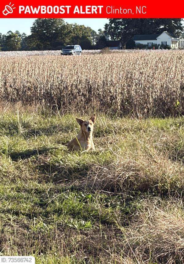 Lost Female Dog last seen Near agriculture place Clinton NC, Clinton, NC 28328