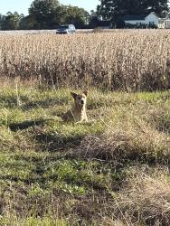 Lost Female Dog last seen Near agriculture place Clinton NC, Clinton, NC 28328