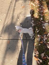 Lost Female Dog last seen Kuhns market, Pittsburgh, PA 15212