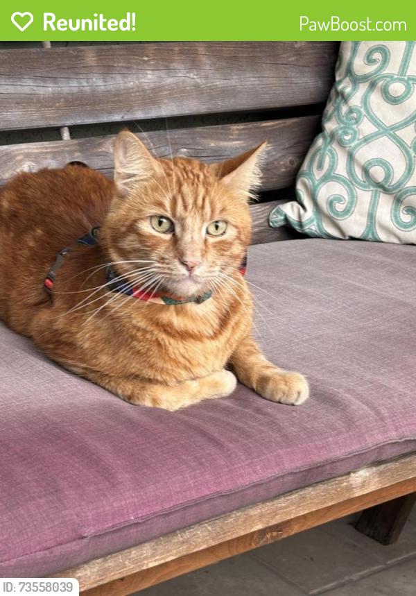 Reunited Male Cat last seen Covina and Fairvale Ave, Covina, CA 91722