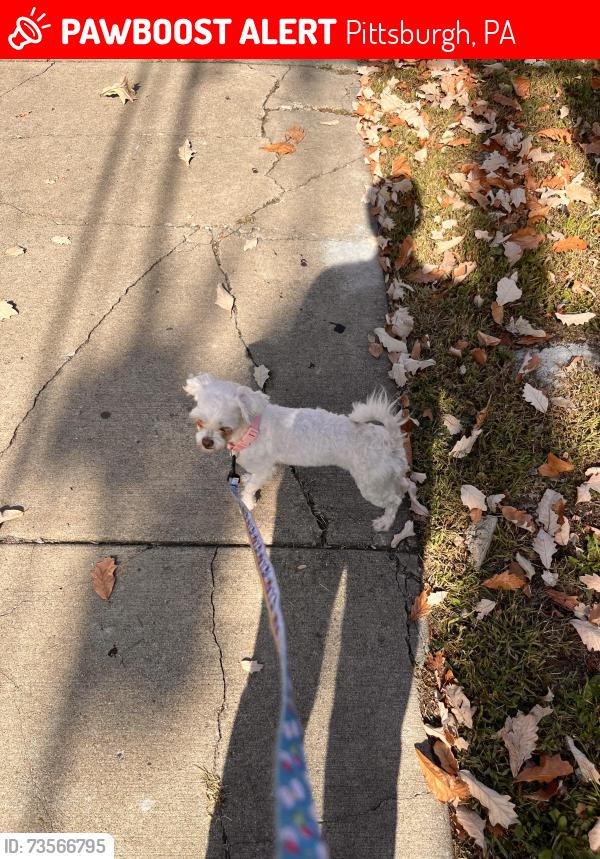 Lost Female Dog last seen Kuhns market, Pittsburgh, PA 15212