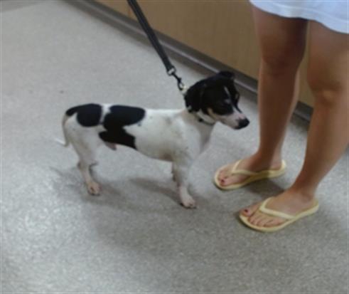 Shelter Stray Male Dog last seen Near BLOCK THRUSTON AVE, 3528 Newburg Rd, Louisville, KY 40218, USA